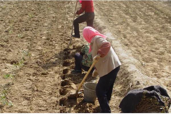 茼蒿菜怎么种植，主要采取条播或撒播的方法播种