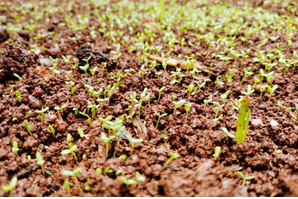 茼蒿菜怎么种植，主要采取条播或撒播的方法播种