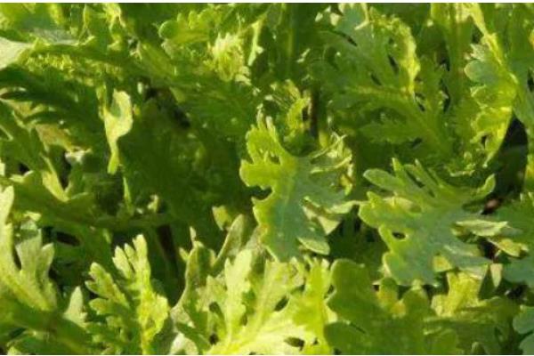 茼蒿菜怎么种植，主要采取条播或撒播的方法播种