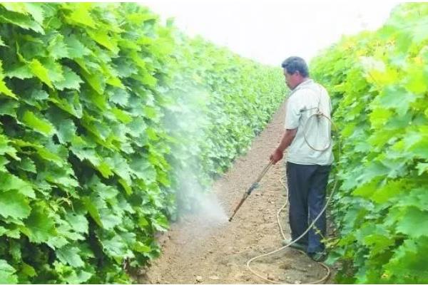 使用噻苯隆有哪些注意事项，施药时间不可过早