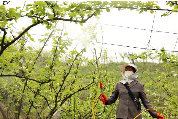 使用噻苯隆有哪些注意事项，施药时间不可过早