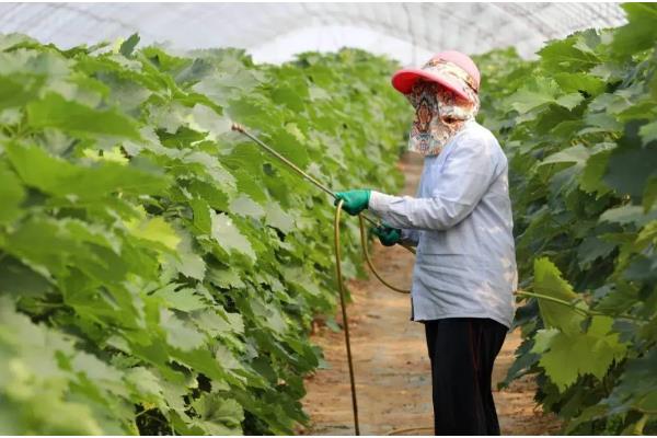 使用噻苯隆有哪些注意事项，施药时间不可过早
