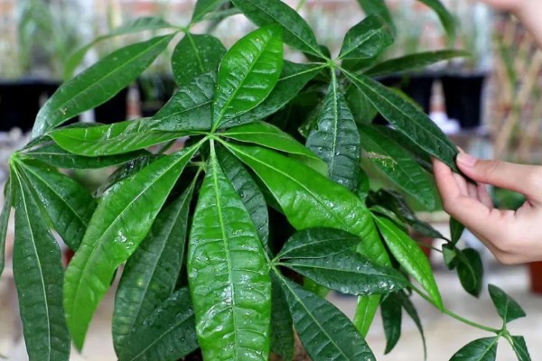 发财树为什么叶子下垂，可能是浇水过多、土壤板结等因素造成