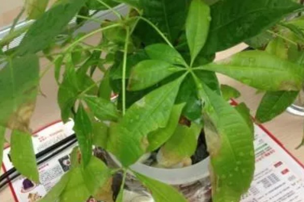 发财树为什么叶子下垂，可能是浇水过多、土壤板结等因素造成