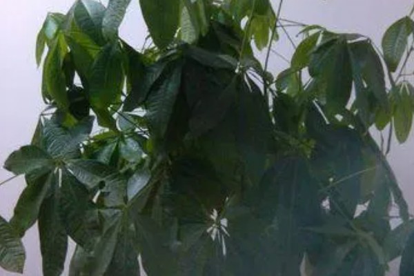 发财树为什么叶子下垂，可能是浇水过多、土壤板结等因素造成