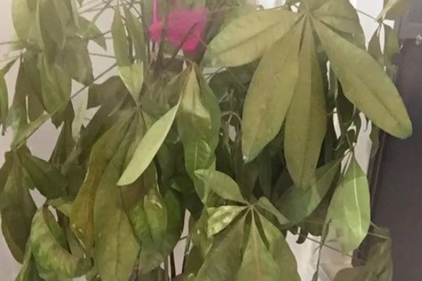 发财树为什么叶子下垂，可能是浇水过多、土壤板结等因素造成