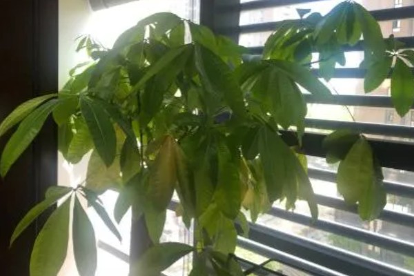 发财树为什么叶子下垂，可能是浇水过多、土壤板结等因素造成