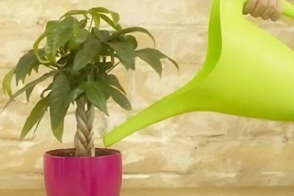 发财树为什么叶子下垂，可能是浇水过多、土壤板结等因素造成