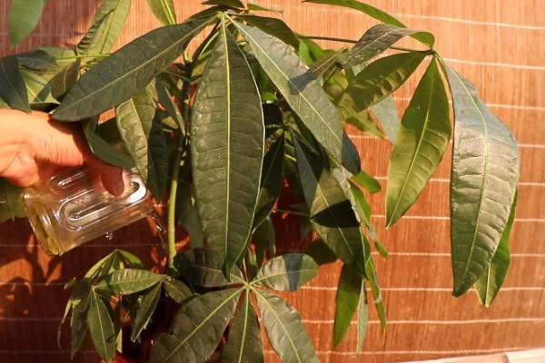 发财树为什么叶子下垂，可能是浇水过多、土壤板结等因素造成