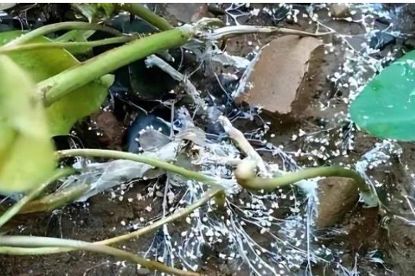 洋兰白绢病的病状，发病时茎基部可见白色菌丝