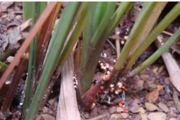 洋兰白绢病的病状，发病时茎基部可见白色菌丝