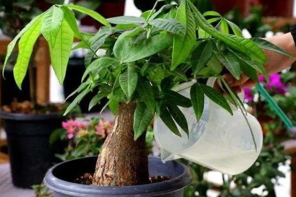 发财树为什么叶子下垂，可能是浇水过多、土壤板结等因素造成