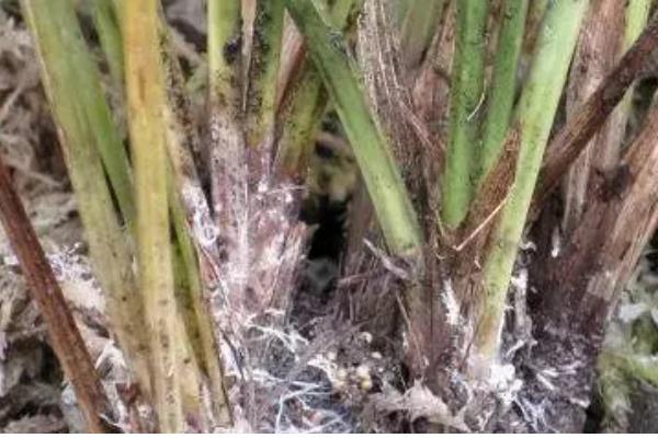 洋兰白绢病的病状，发病时茎基部可见白色菌丝