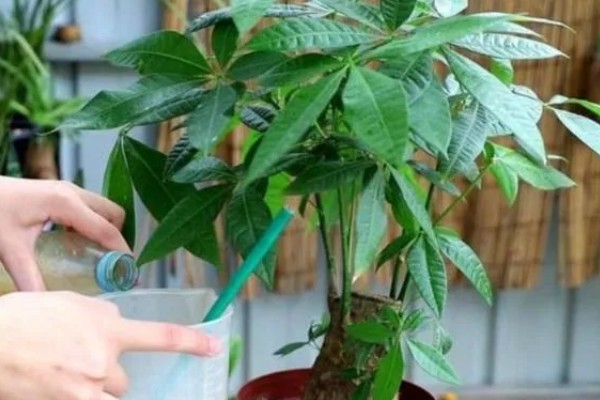 发财树为什么叶子下垂，可能是浇水过多、土壤板结等因素造成