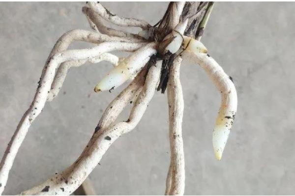 洋兰白绢病的病状，发病时茎基部可见白色菌丝