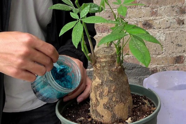 发财树为什么叶子下垂，可能是浇水过多、土壤板结等因素造成