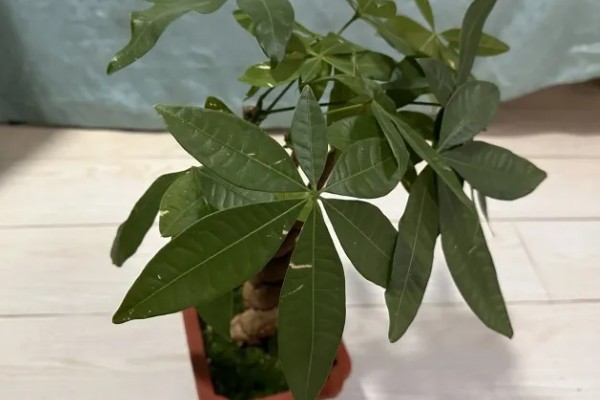 发财树为什么叶子下垂，可能是浇水过多、土壤板结等因素造成