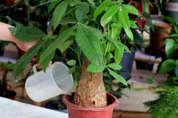 发财树为什么叶子下垂，可能是浇水过多、土壤板结等因素造成