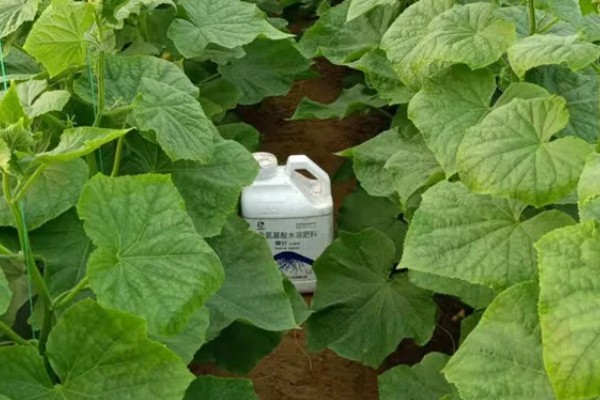 黄瓜叶子发黄怎么办，需及时增加养分