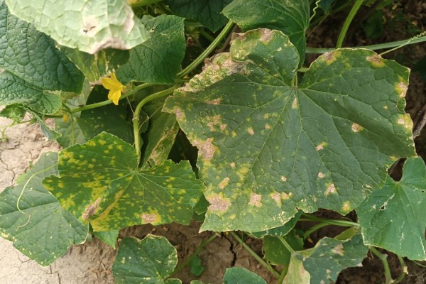 黄瓜叶子发黄怎么办，需及时增加养分