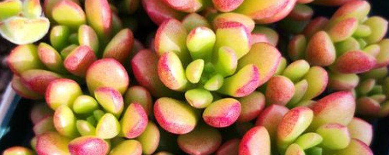 塔洛克多肉怎么养成老桩，首先要从控制水源开始