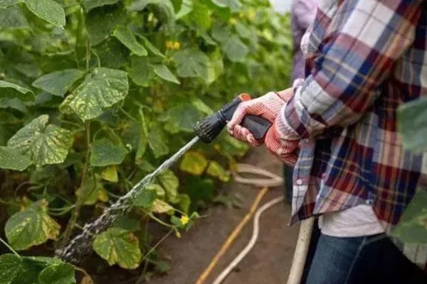 黄瓜叶子发黄怎么办，需及时增加养分