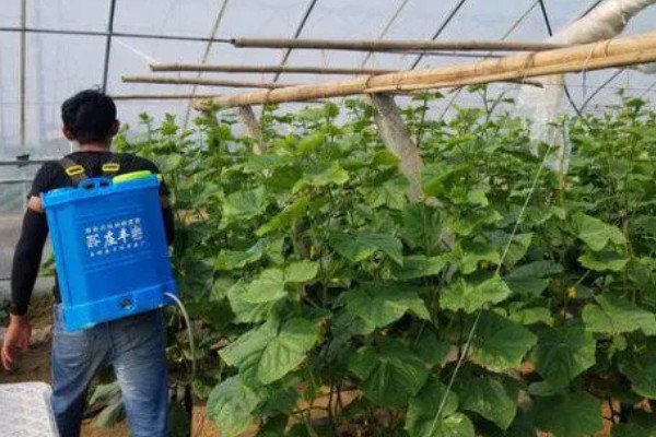 黄瓜叶子发黄怎么办，需及时增加养分