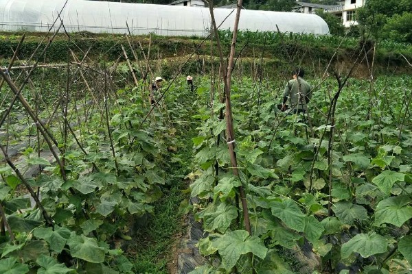 黄瓜叶子发黄怎么办，需及时增加养分