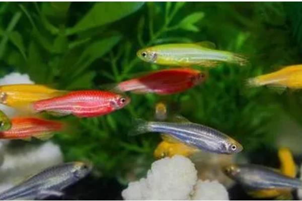 斑马鱼能和虾一起养吗，可以和体型大的虾养在一起