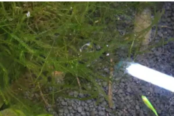 斑马鱼能和虾一起养吗，可以和体型大的虾养在一起