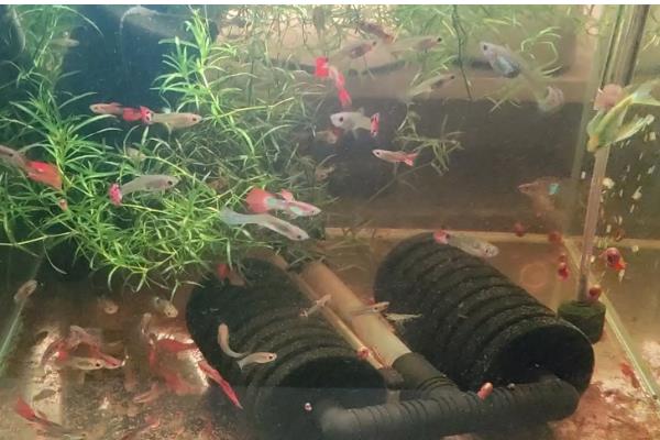 斑马鱼能和虾一起养吗，可以和体型大的虾养在一起
