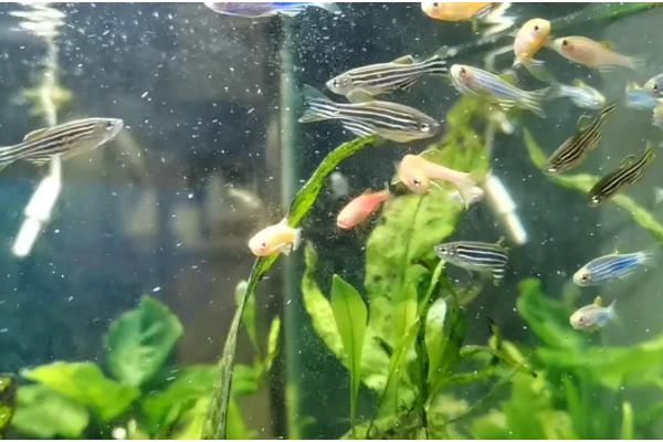 斑马鱼能和虾一起养吗，可以和体型大的虾养在一起
