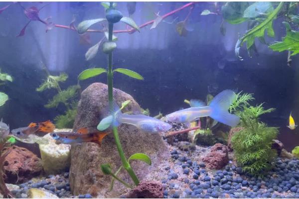 斑马鱼能和虾一起养吗，可以和体型大的虾养在一起
