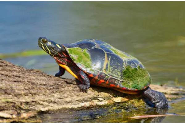 锦龟怎么养,适宜的水温在25-30℃