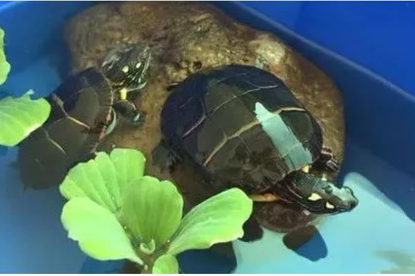 锦龟怎么养,适宜的水温在25-30℃