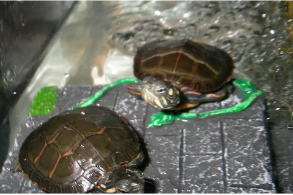 锦龟怎么养,适宜的水温在25-30℃