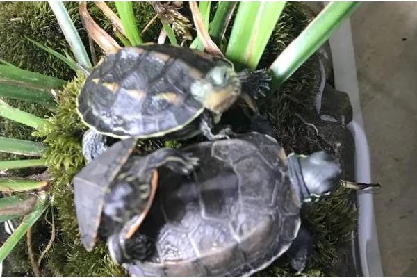 锦龟怎么养,适宜的水温在25-30℃