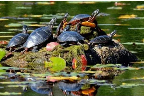 锦龟怎么养,适宜的水温在25-30℃