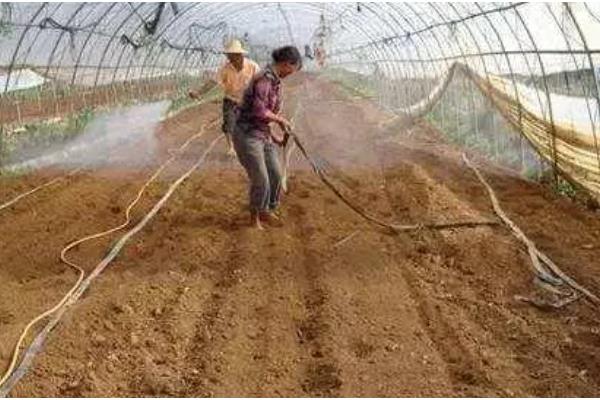 用多菌灵对土壤消毒过多久才能播种，用药浓度低只需间隔1天