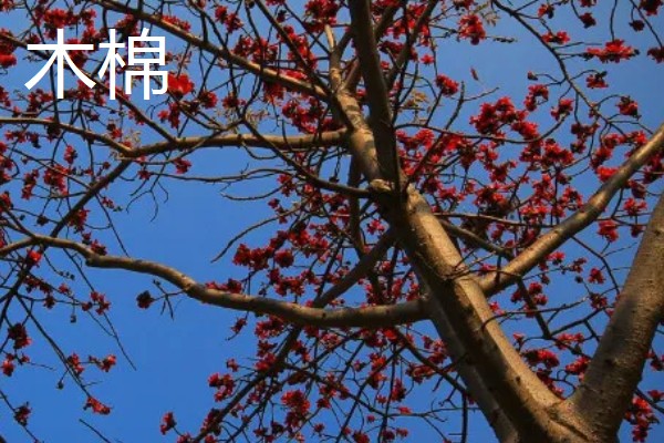木棉和棉花的区别，科属不同