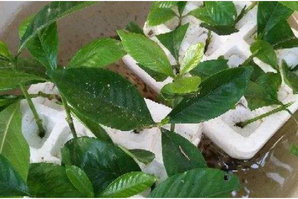 用多菌灵对土壤消毒过多久才能播种，用药浓度低只需间隔1天