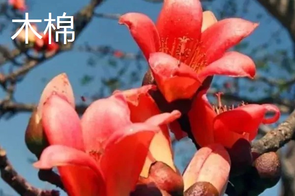 木棉和棉花的区别，科属不同