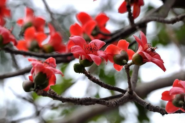 木棉和棉花的区别，科属不同
