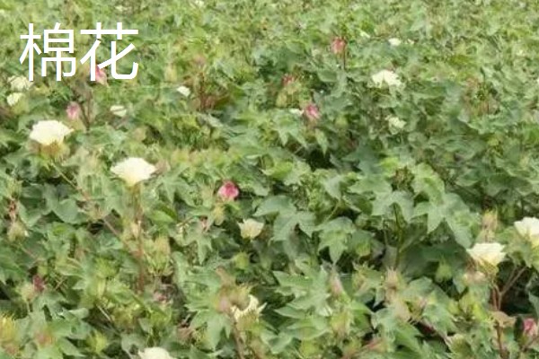 木棉和棉花的区别，科属不同