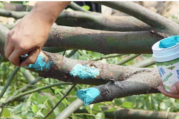 用多菌灵对土壤消毒过多久才能播种，用药浓度低只需间隔1天