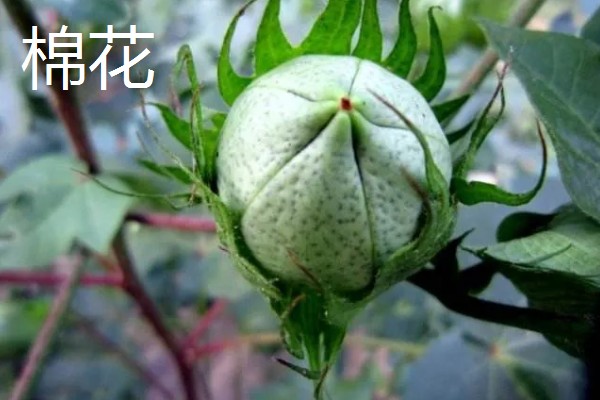 木棉和棉花的区别，科属不同