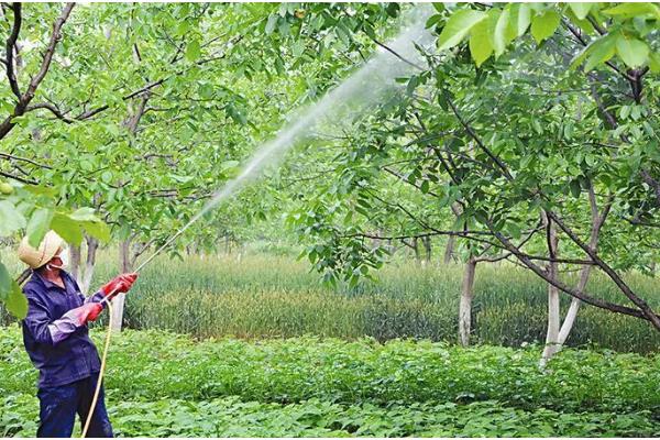用多菌灵对土壤消毒过多久才能播种，用药浓度低只需间隔1天