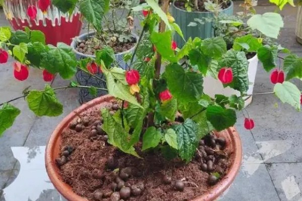 为什么灯笼花会卷叶，可能是施肥过度所致