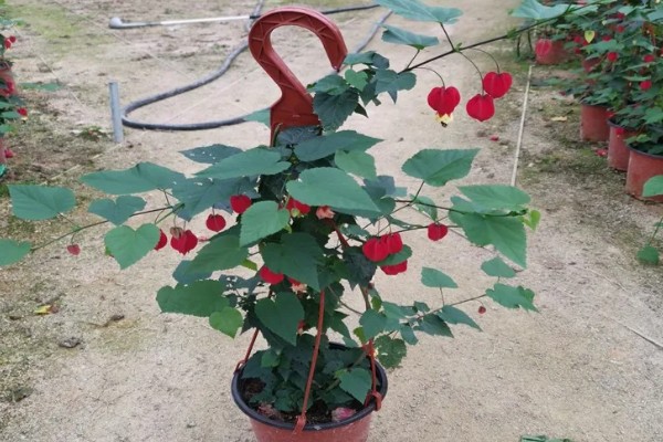 为什么灯笼花会卷叶，可能是施肥过度所致