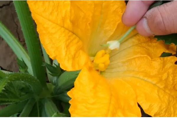 西葫芦开花了但是没有结果怎么办，要疏理过多的雌花和多余的雄花